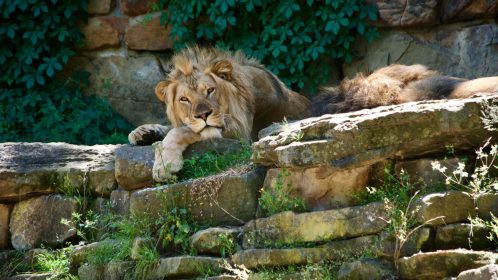 Lion at Fort Worth Zoo